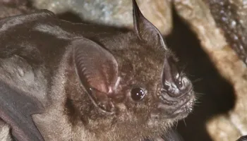 Study Reveals How Mating Competition, Age and Sex Shape Immune Systems in Wild Bats