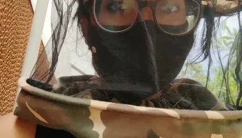 Decoding Giant Honey Bee Defense